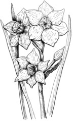 Hand drawn narcissus flower black and white graphic