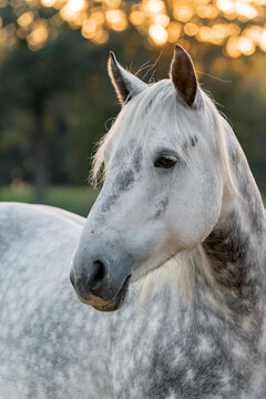 Beautiful grey horse pony with dapples covered in sunset sunlight. 