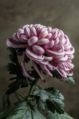 A bud of a large pink chrysanthemum with sparkles and water drops on a dark brown background. Chrysanthemum Vienna pink.