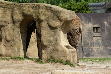 Hidden elephant
