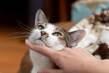 猫を撫でる　キジトラ白