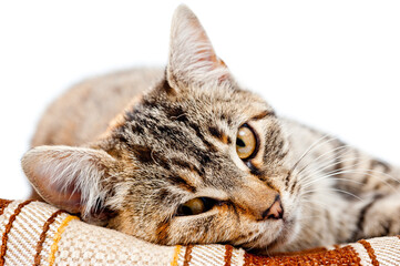 Cute young cat striped gray with a reddish tint on a white background.