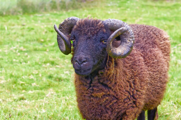 Mouton noir avec de belles cornes arrondies