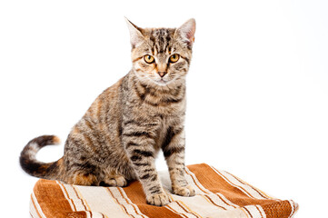 Cute young cat striped gray with a reddish tint on a white background.