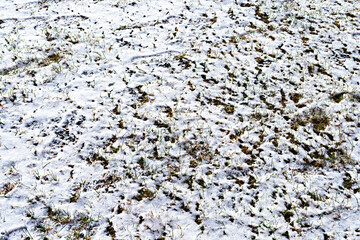Background with the first snow falling on the green grass and footprints in the snow from boots cold weather Selective focus. Winter has come, snowy
