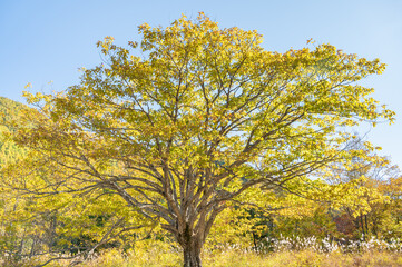 コナラ　乗鞍高原