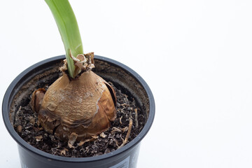 Closeup dry bulbs of Amaryllis or hippeastrum before winter storing on white background