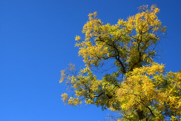 Autumn in Karadjordjev Park Zrenjanin Serbia