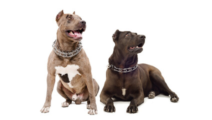 Two pitbull dogs together isolated on white background