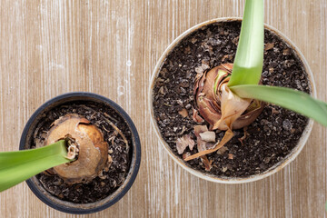 Top view of dry bulbs of Amaryllis or hippeastrum before winter storing on wooden background