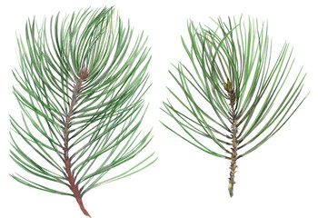 watercolor coniferous pine branches isolated on white background for design of cards and stuff