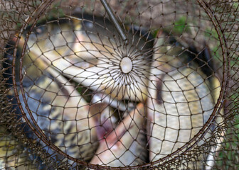 various fish in a fish net, fishing concept