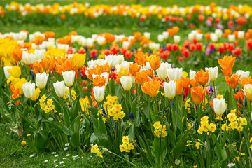 Beautiful spring flower bed with lot of different color and variation of flowers, tulips, narcissus and Muscari Grape Hyacinth. - obrazy, fototapety, plakaty