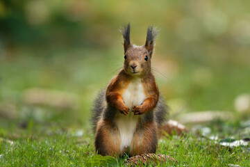 a friendly little squirrel poses for a photo