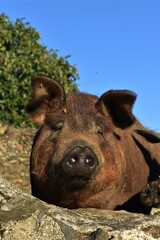 
An iberian pig next to a stone wall in Cáceres