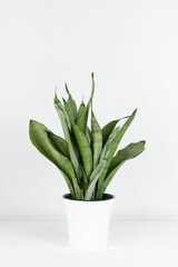 Sansevieria plant in a modern flower pot stands on a white pedestal on a white background. Home plant Sansevieria trifa. Home Gardening concept. Selective focus