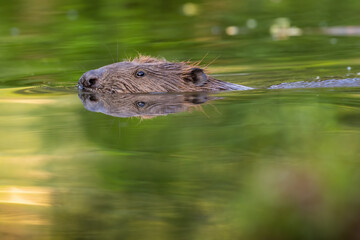 Eurasian beaver, castor fiber, peeking out from water in spring nature. Wild rodent swimming in marsh in springtime. Aquatic mammal bathing in river. - obrazy, fototapety, plakaty