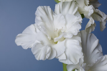 Delicate white gladiolus flower on a blue background.