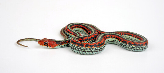 San Francisco garter snake // San-Francisco-Strumpfbandnatter (Thamnophis sirtalis tetrataenia)