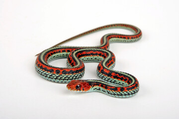 Fototapeta premium San Francisco garter snake // San-Francisco-Strumpfbandnatter (Thamnophis sirtalis tetrataenia)