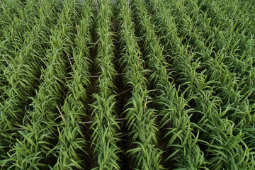 Aerial view of sugarcane plants growing at field