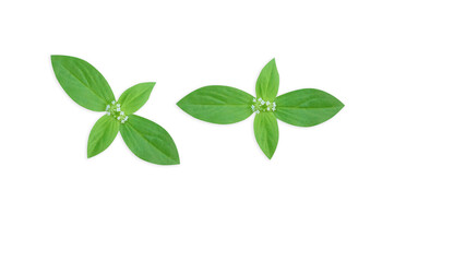 Two separate flowers on a white background for illustration or other designs (With Clipping Path)