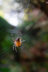 spider on web