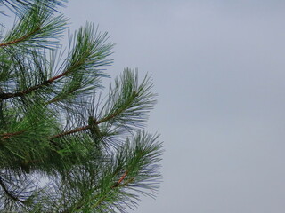 Naklejka premium Beautiful green branch of pine with cones against the background of a blue sky, in autumn in Ukraine. The photo can be used as a banner for advertising. There is room for text.