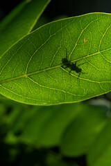 insect to leaf