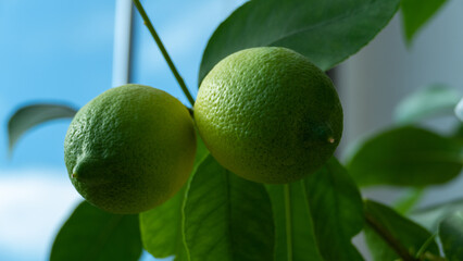 limes on the tree, lemons on the tree, citrus on the tree, twin limes, twin lemons
