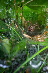 spider on the web