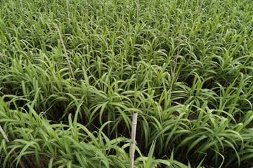 Aerial view of sugarcane plants growing at field
