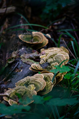 mushroom in the forest