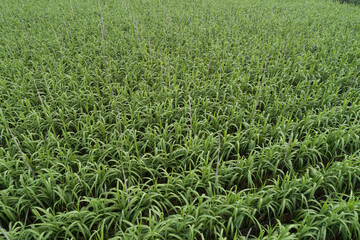 Aerial view of sugarcane plants growing at field