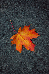 red maple leaf on the ground