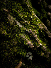 moss on tree