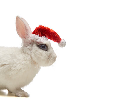 Conejo blanco con gorrito navide&ntilde;o