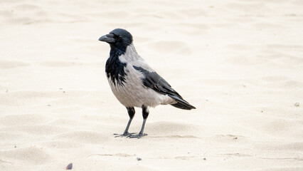 crow on the beach