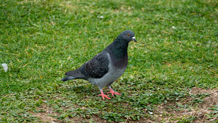 Close-up of a Pigeon on Grass, pigeon on grass, Columba livia domestica