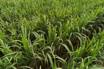 Aerial view of sugarcane plants growing at field