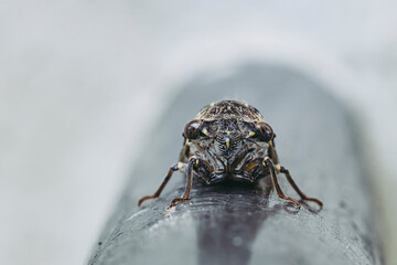 Macro d'une cigale en provence