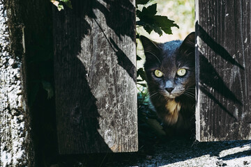 Joli chat gris qui passe sa tête au travers une lame en bois