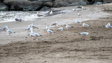 flock of seagulls, seagulls on the beach