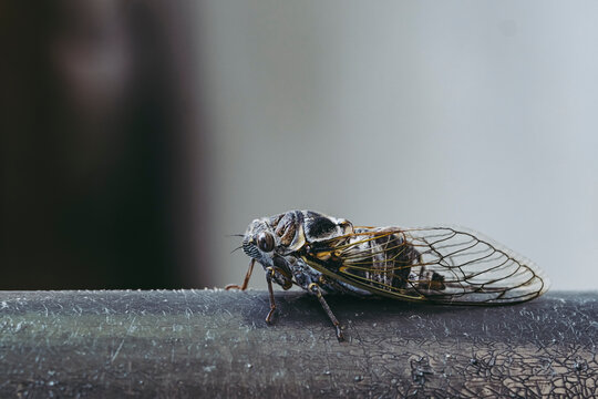 Macro d'une cigale en provence