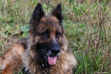 Fototapeta na wymiar german shepherd dog. Close-up of a dog's head.