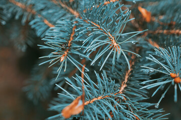 Naklejka na ściany i meble branches of a pine