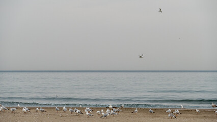 seagulls on the beach