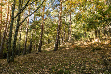 Fototapeta premium surroundings of the Lozoya river, with the colors of autumn, as it passes through the Sierra de Guadarrama in Madrid