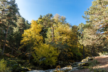 Lozoya river, with the colors of autumn, as it passes through the Sierra de Guadarrama in the province of Madrid