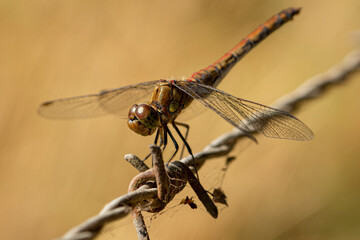 dragonfly on a branch